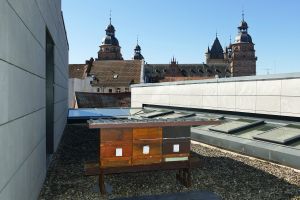 Drei Bienenstöcke wurden Ende März auf dem Dach des Martinushauses angesiedelt.