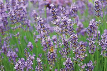 Lavendel wirkt beruhigend und Lavendelduft wird auch gegen Motten eingesetzt. Dieser hier wächst im Kräutergarten des Klosters Oberzell.