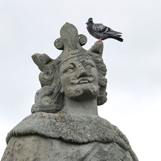 Eine Taube sitzt auf der Figur des Pipinus auf der Alten Mainbrücke in Würzburg. In der Stadt werden Tauben meist als potenzielle Kunstverschmutzer wahrgenommen.