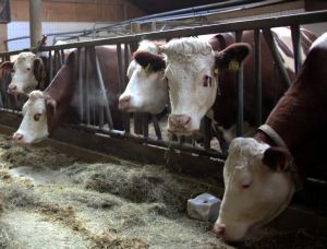 Landwirte wie zum Beispiel Milchviehhalter ernten für ihre Arbeit statt Wertschätzung oft Vorwürfe. "Sie werden zum Sündenbock gemacht für Umweltverschmutzung, Klimawandel, Tierleid und so weiter", berichtet Wolfgang Scharl von der Landwirtschaftlichen Familienberatung. 